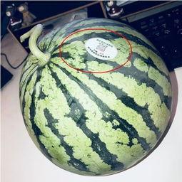 内蒙古网红吃瓜,揭秘草原上的“瓜界风云”