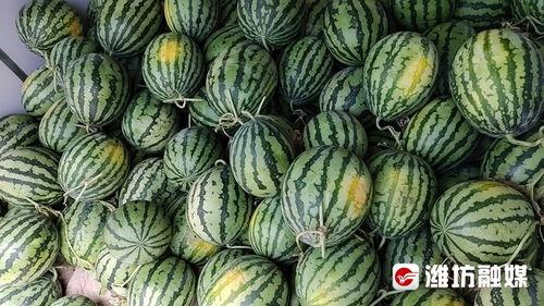 康县二饼网红吃瓜视频,网红吃瓜视频引发全网热议，揭秘当地美食魅力