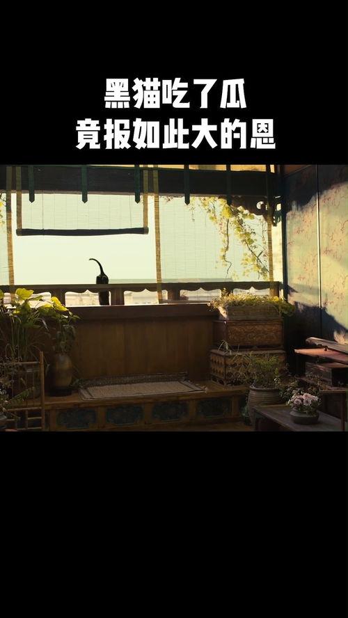 黑猫网吃瓜,揭秘娱乐圈幕后真相