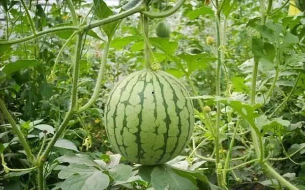 重庆网红最近吃瓜视频,揭秘幕后真相与热门话题