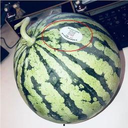 武都吃瓜网红是谁啊,武都吃瓜网红是谁？网络热议背后的真相